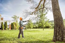 Professional Tree Services in Aetna Estates, CO